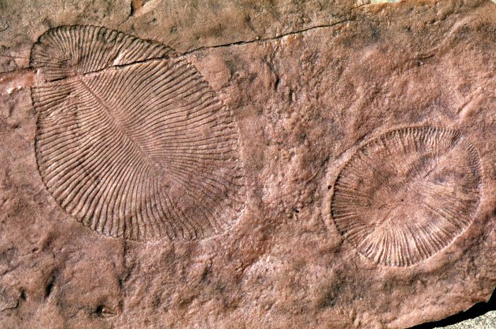 dikinsonijos fosilijos