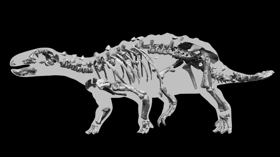 Greyscale image showing the incomplete skeleton arranged against an outline of the dinosaur