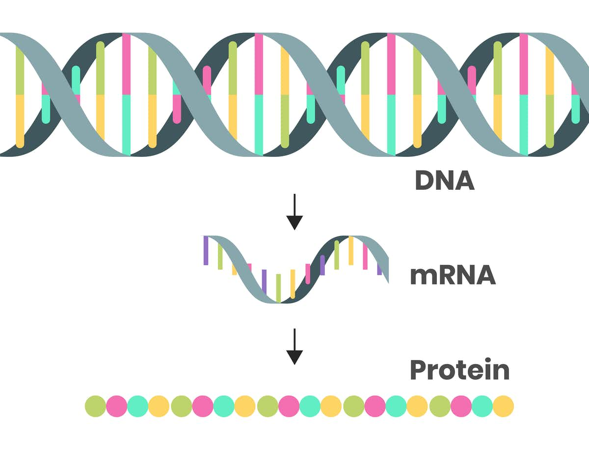 Changing the mRNA sequence in a vaccine will change the antibody producing protein it encodes for to better match new variants. (Alkov/iStock via Getty Images)