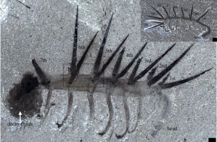 hallucigenia fossil