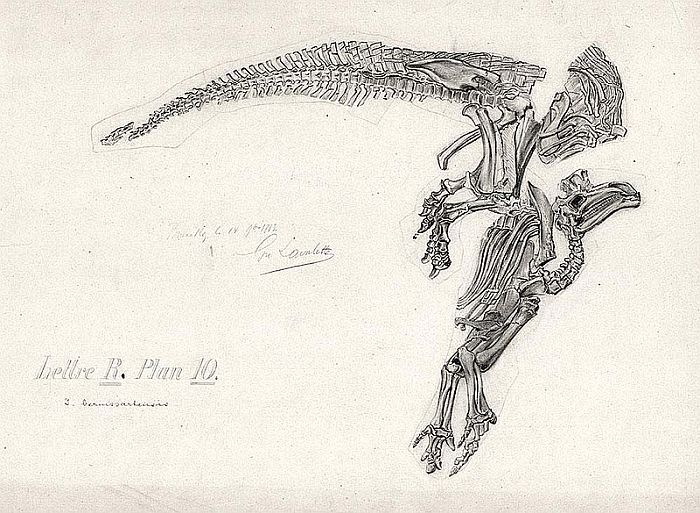 iguanodon fossil drawing