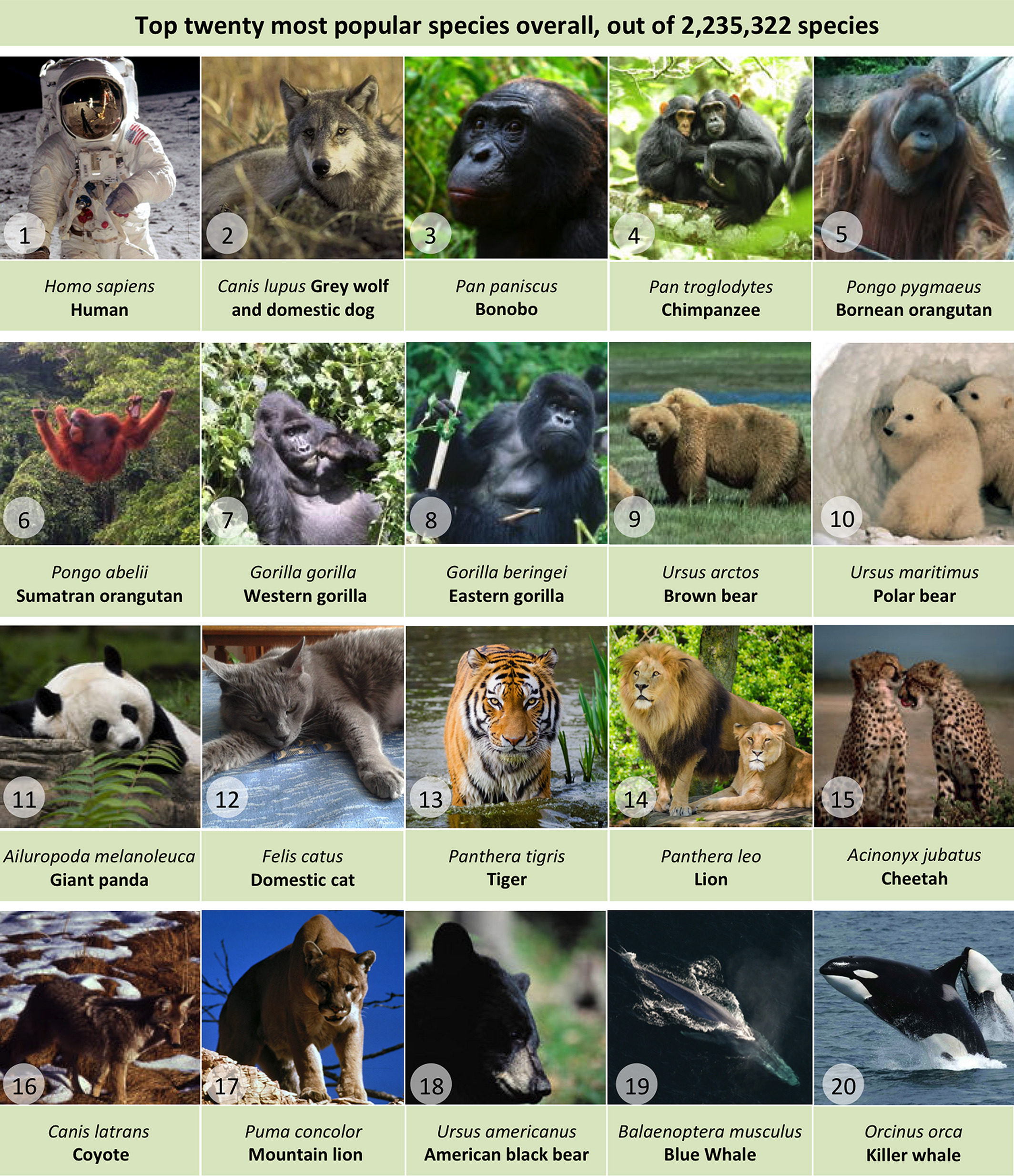 Most popular animal grid, with humans followed by wolves.