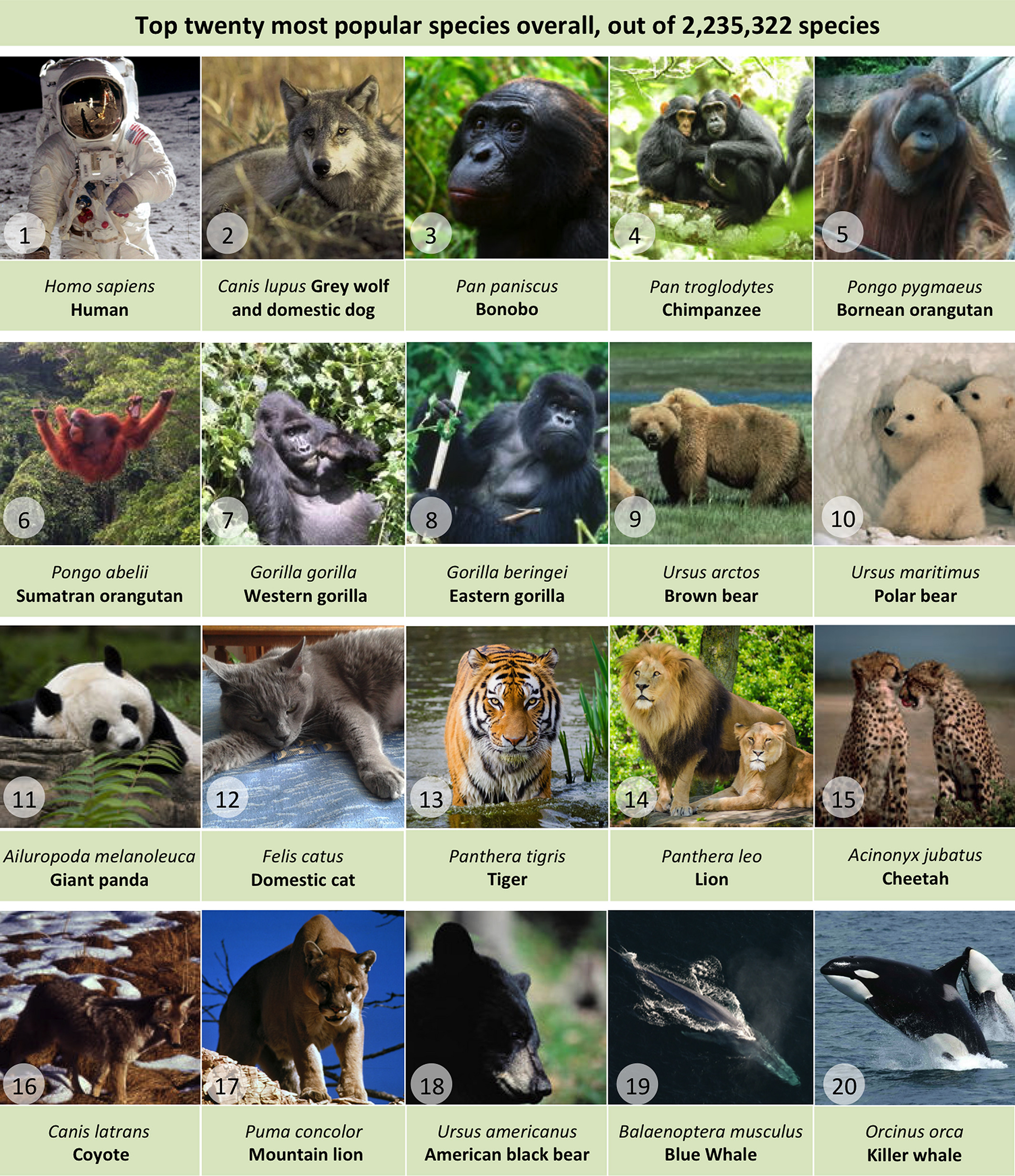 Grid of most popular animals, with humans followed by wolves.