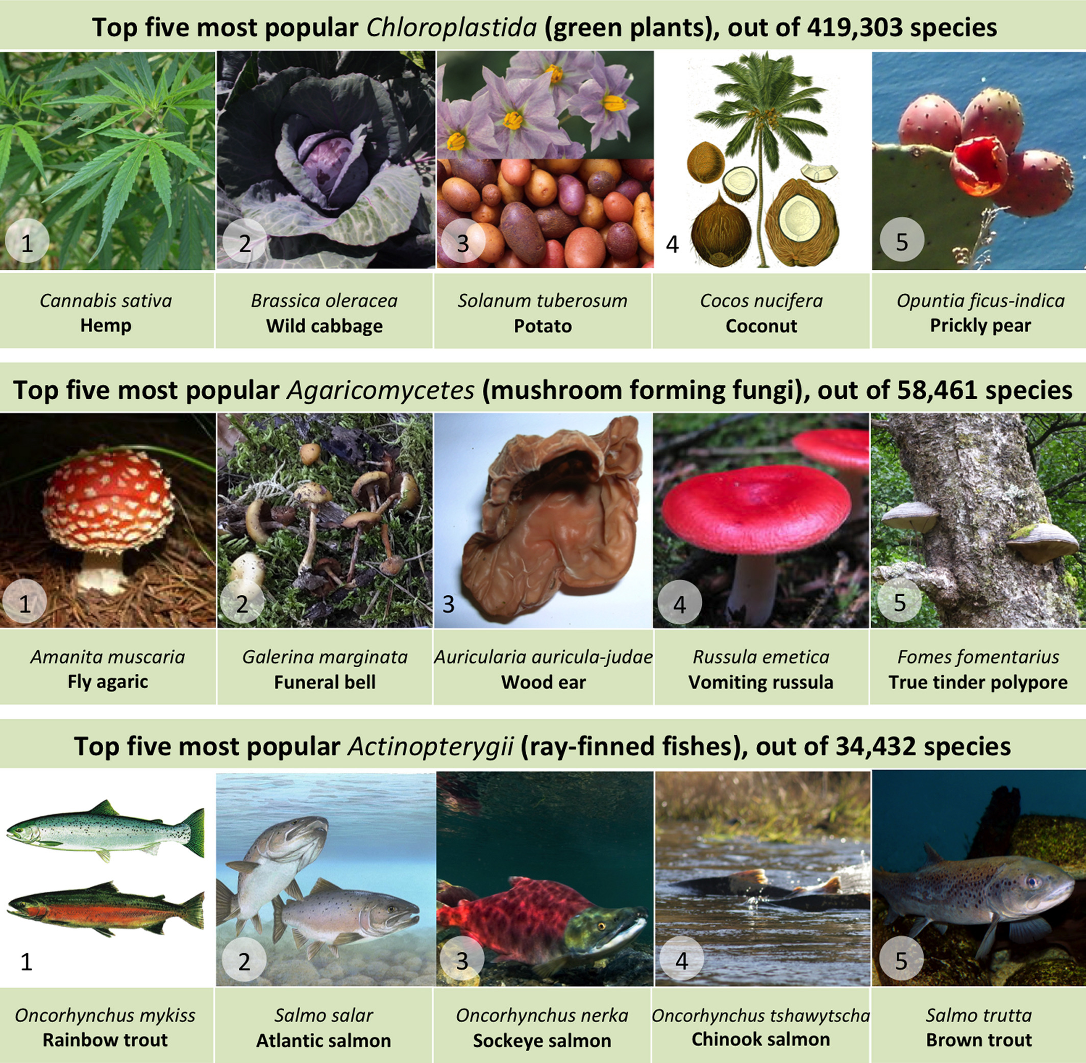 The most popular organisms are cannabis, fly agaric, and rainbow trout.