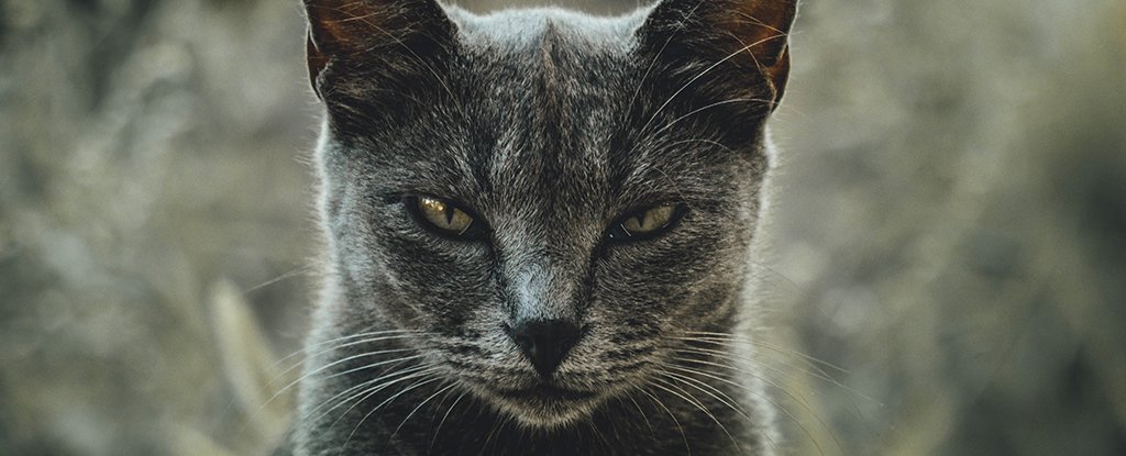 Scientists Developed a Questionnaire to Identify Whether Your Cat Is a Psychopat..