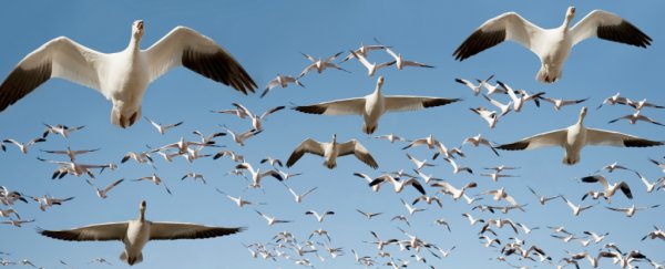 We could harness white noise to save the lives of millions of birds. Here's how
