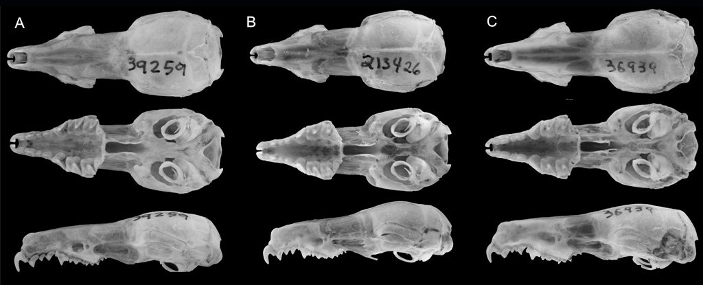 The Largest Discovery of New Mammals in 90 Years Has Just Been Revealed