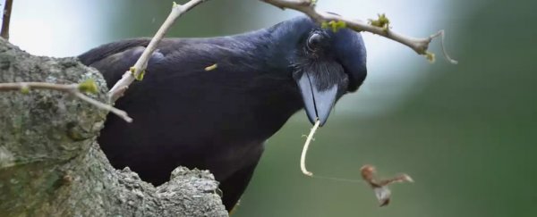 Crows are so smart they seem to understand the concept of tool value