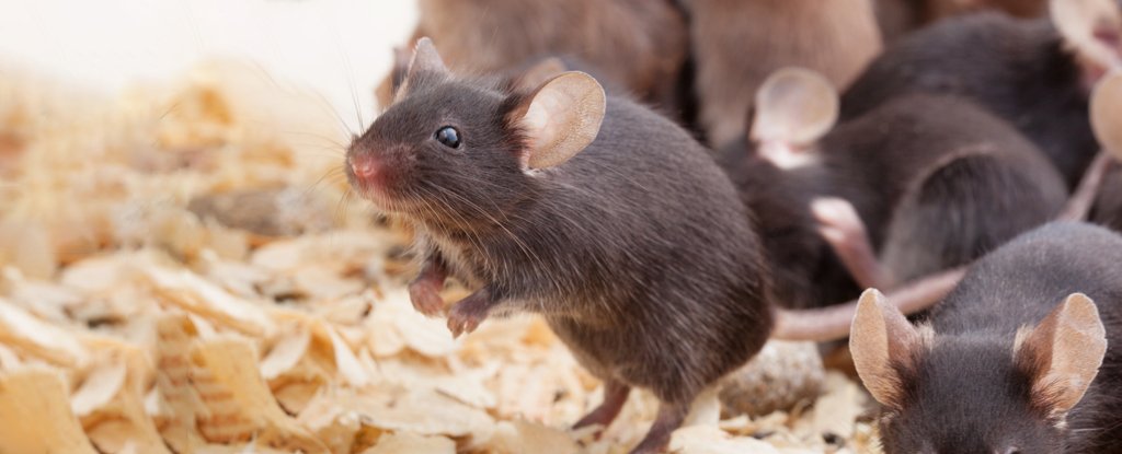 New 'Anti-Aging' Vaccine Has Increased Mouse Life Spans. Would It Work in Humans?