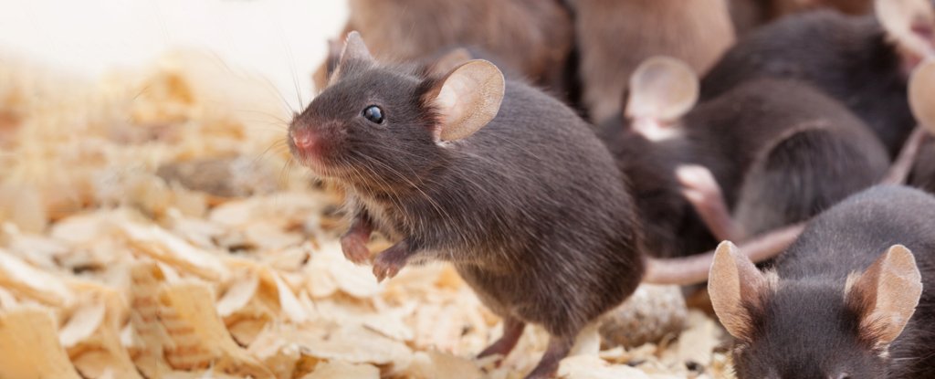 New 'Anti-Aging' Vaccine Has Increased Mouse Life Spans. Would It Work in Humans..