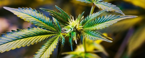 Cannabis treatment can reduce kids' epileptic seizures by 86%, early results show