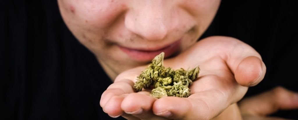 Great News, Scientists Finally Figured Out Why Cannabis Smells 'Skunky'