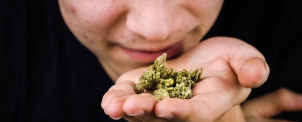 Great news, scientists finally figured out why cannabis smells 'skunky'