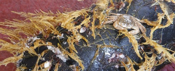 Plants and animals have started living on the Great Pacific Garbage Patch