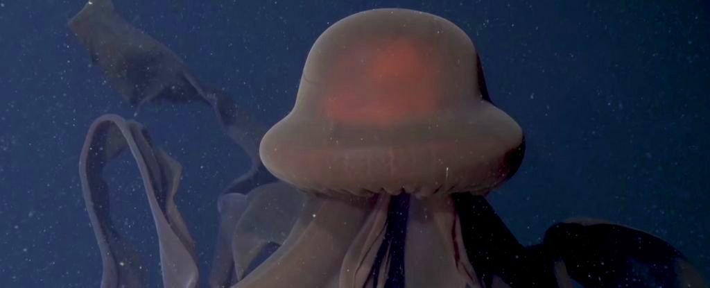 Scientists Catch a Mesmerizing Glimpse of a Super-Rare Giant Phantom Jelly