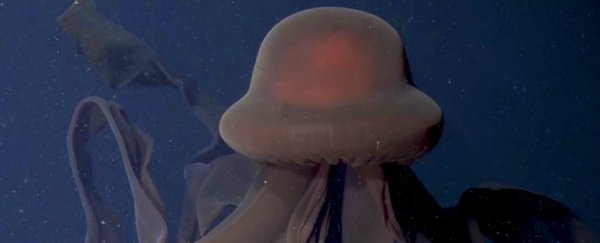 Scientists catch a mesmerizing glimpse of a super-rare giant phantom jelly