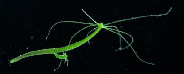 The Hydra's freaky ability to regrow its own head relies on this incredible mechanism
