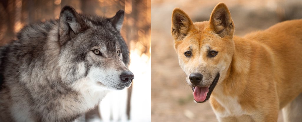 Dingo sales wolf mix