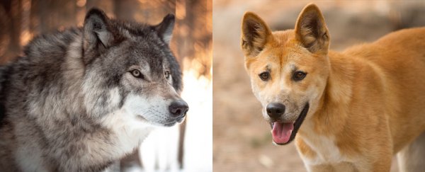 Who'd win a fight between a dingo and a wolf? An expert weighs in