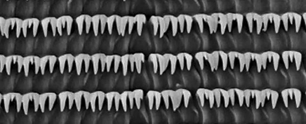 Newly discovered Transparent Cave Snail Has Long Rows of Intimidatingly Spikey Teeth