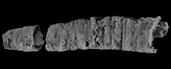 400-million-year-old 'Excalibur' seaworm found in Australia, with full suit of armor