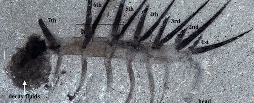 The Famous Fossils Scientists Got Incredibly Wrong