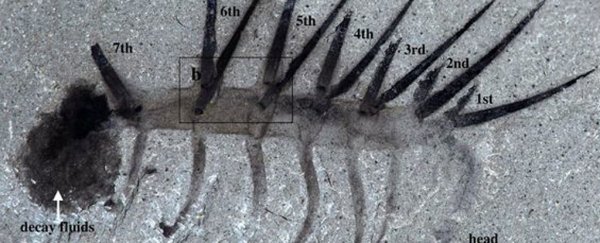 The famous fossils scientists got incredibly wrong
