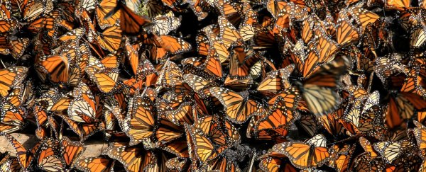 So far, 100,000 monarch butterflies migrated in 2021. Can this stop their extinction?