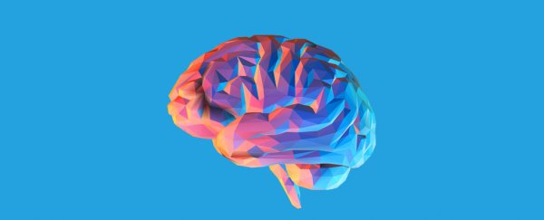 The brain's secrets may be hidden in its folds and wrinkles. How are they made?
