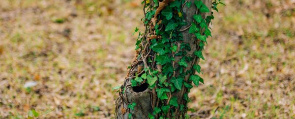 Why Invasive Plants Pushing out native flora is pushing us Closer to a 'New Pangaea'