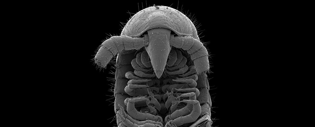 First-Ever 'True' Millipede With 1,306 Legs Discovered Deep Underground in Austr..