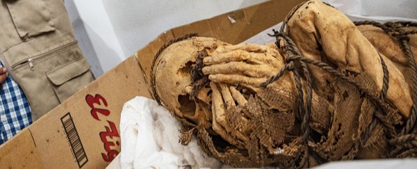 1,200-year-old mummy of a young man tied with rope discovered in Peru