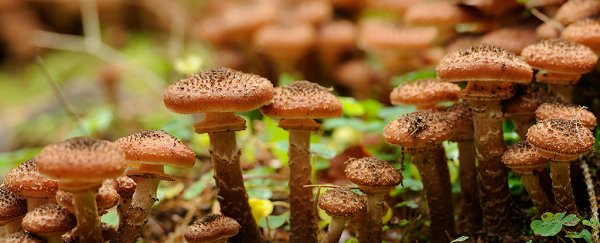 We may finally know what makes one of the world's largest organisms so tough