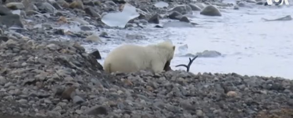 Polar bears keep being seen hunting reindeer, but there's more to the story