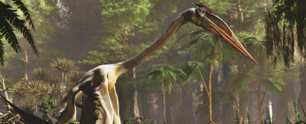 The largest known flying animal was even weirder than we thought