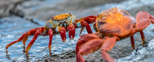 red crabs