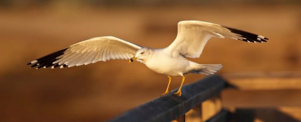 New study claims seagulls aren't that stupid, but we have more questions