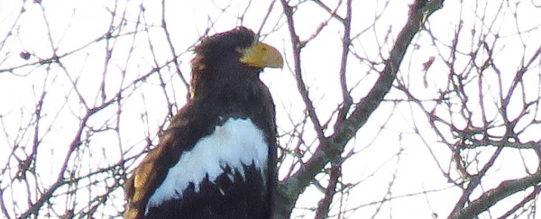 Spectacularly rare, enormous eagle shows up in North America, 5,000 miles from home