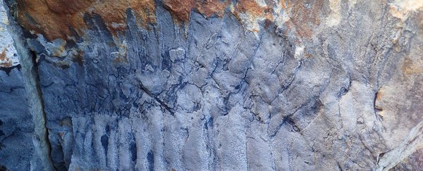 Shocking fossil reveals car-sized millipedes scuttled on Earth 326 million years ago