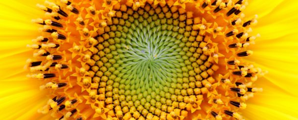 What if math is a fundamental part of nature, not something humans came up with?