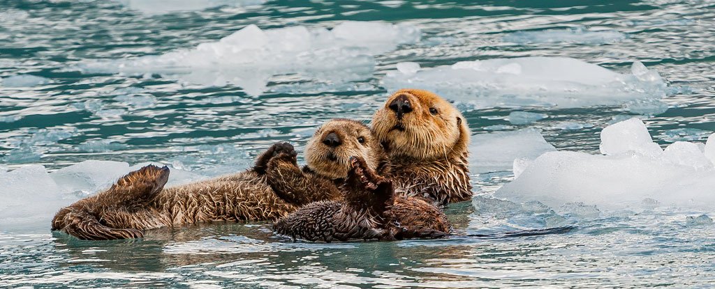 Scientists Found The Real Way Sea Otters Stay Warm in Cold Waters