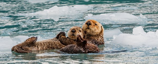 Scientists found the real way sea otters stay warm in cold waters