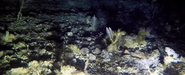 Shockingly abundant life found thriving in darkness under an Antarctic ice shelf