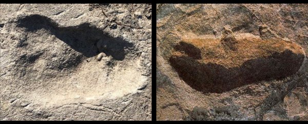 An unknown human ancestor may have left 3.7-million-year-old footprints in Africa