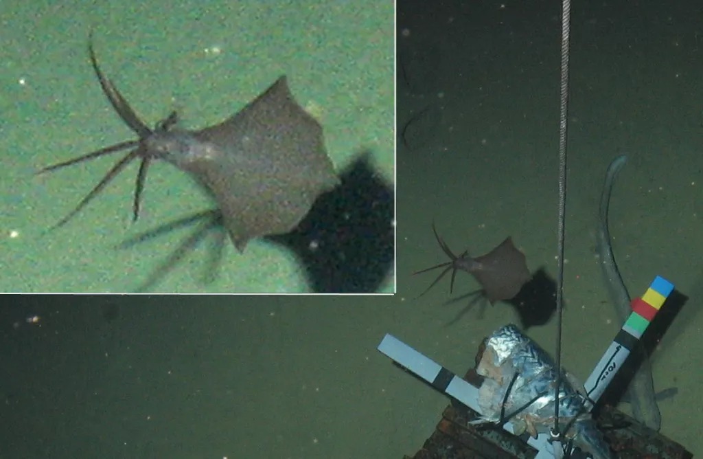 World's Deepest Squid Discovered at Staggering Depth Under The Sea