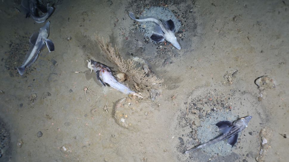 Dead fish between nests guarded by live adults.