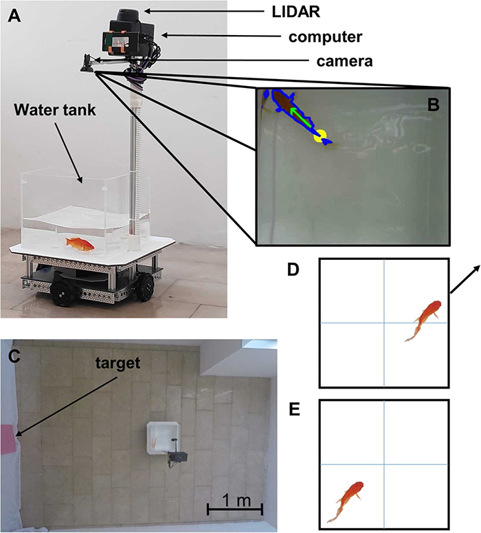 labelled diagram of a goldfish driving a robotic fish tank