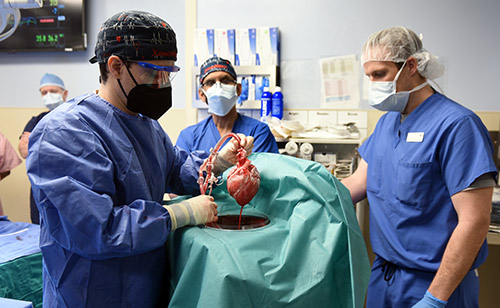 Surgeon holding heart over surgical sheets.