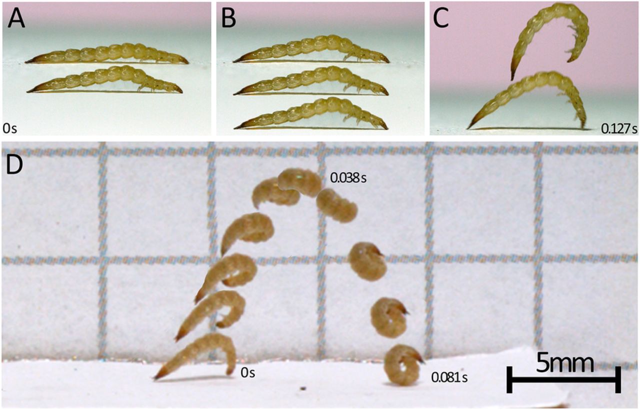 Photo of Beetle Larvae