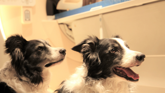 Two dogs looking attentive next to an MRI machine.